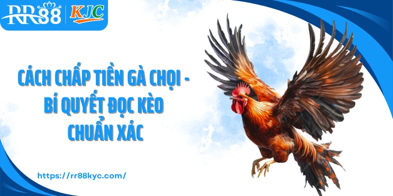 Cách Chấp Tiền Gà Chọi - Bí Quyết Đọc Kèo Chuẩn Xác