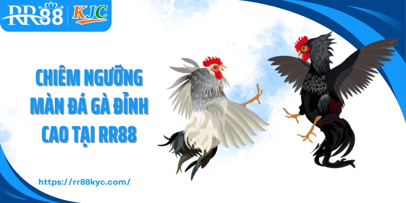 Chiêm ngưỡng màn đá gà đỉnh cao tại RR88