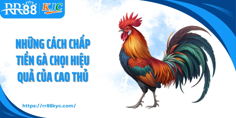 Những cách chấp tiền gà chọi hiệu quả của cao thủ